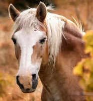 Z historie: Předpovídají zvířata počasí?